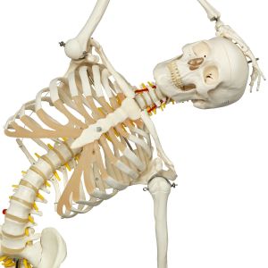 kleding Postcode Romantiek Skeletmodel kopen voor in uw praktijk? | FysioSupplies | FysioSupplies.nl