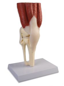 Knie gewricht met musculatuur